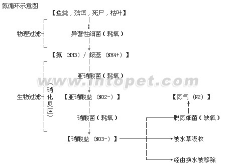 [转载]鱼缸的氮循环与水质问题